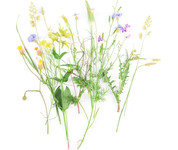 Wilde bloemen geïsoleerd op wit — Stockfoto