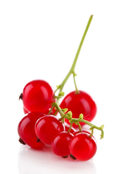 Branch dari red currant diisolasi dalam warna putih — Stok Foto