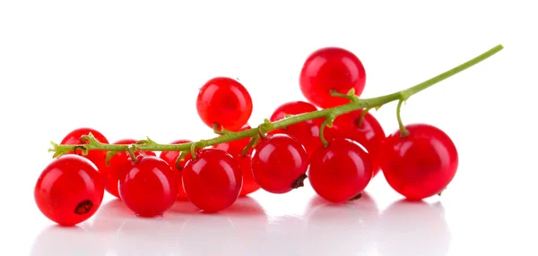 Branch dari red currant diisolasi dalam warna putih — Stok Foto