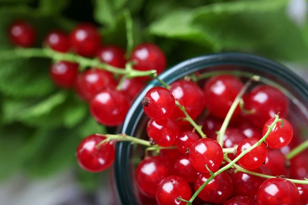 Grosellas rojas frescas en frasco con menta de cerca — Foto de Stock