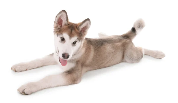 Lindo cachorro Malamute acostado aislado en blanco —  Fotos de Stock