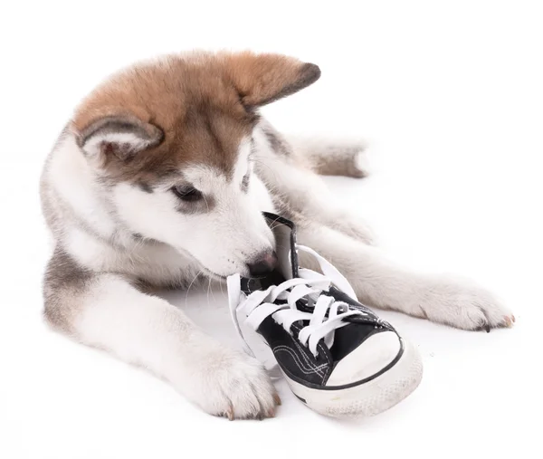 Cute Malamute puppy chewing gumshoes isolated on white — Stock Photo, Image