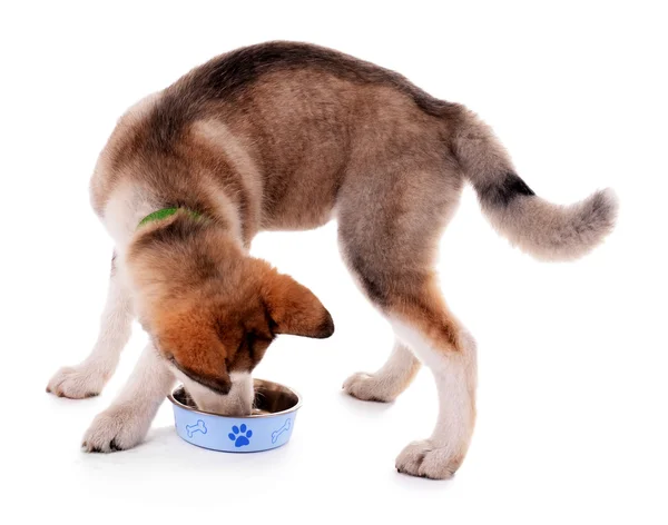 Malamute cucciolo mangiare da ciotola di metallo isolato su bianco — Foto Stock