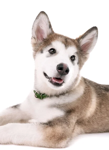 Retrato de cachorro Malamute aislado en blanco — Foto de Stock