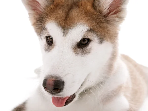 Portret Malamute szczeniak na białym tle — Zdjęcie stockowe