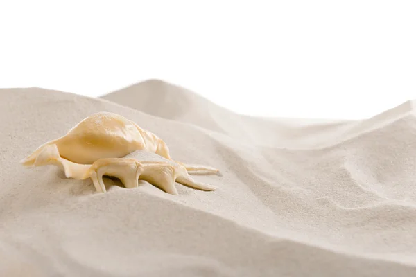 Seashell on sea sand background — Stock Photo, Image
