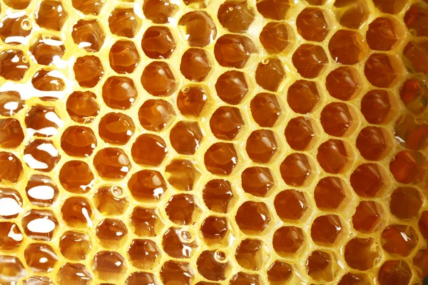 Fresh honeycomb background — Stock Photo, Image