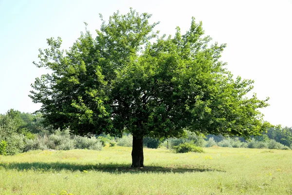 Güzel yaz manzarası 