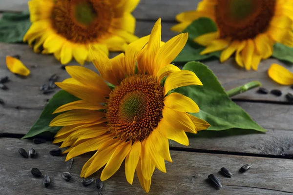 Beautiful bright sunflowers with seeds on wooden table close up — Stock Photo, Image