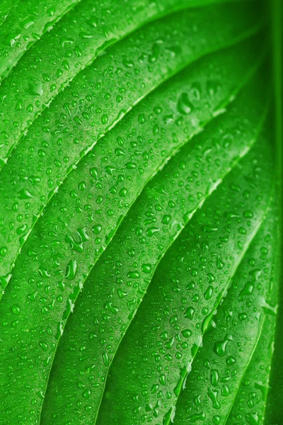 Verse groene blad met druppels, close-up — Stockfoto