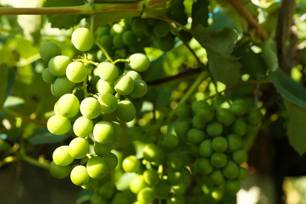 Trauben von grünen Trauben auf Plantagen Nahaufnahme — Stockfoto