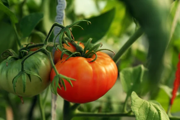 Tomatoes growing in garden — Stock Photo, Image