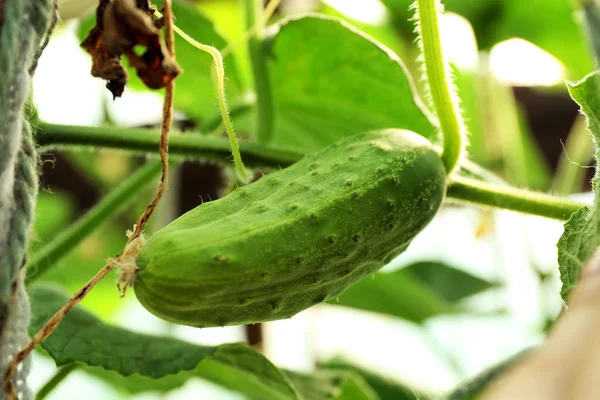Cucumber growing in garden — Stock Photo, Image