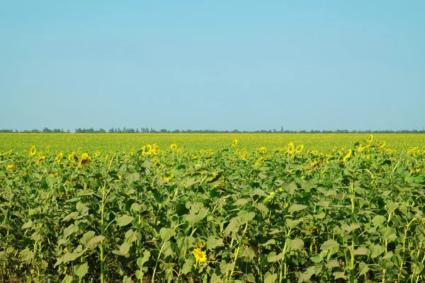 Beautiful sunflowers field — Stock Photo, Image