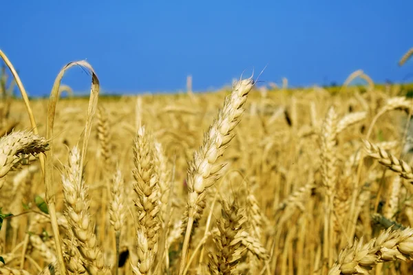 Vete fält över den blå himmel bakgrunden i sommar — Stockfoto