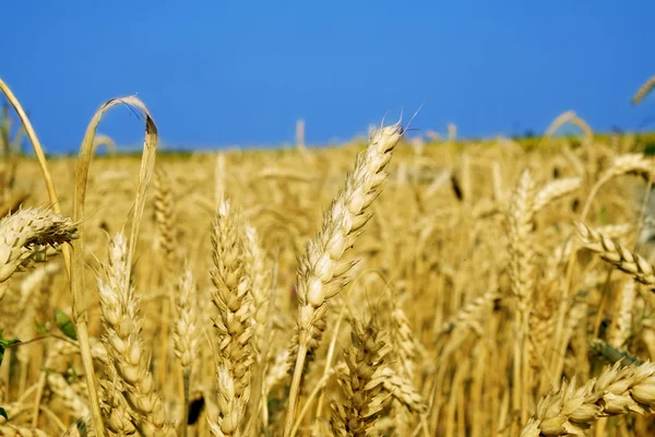 Wheat field over the blue sky background in summer Stock Photo