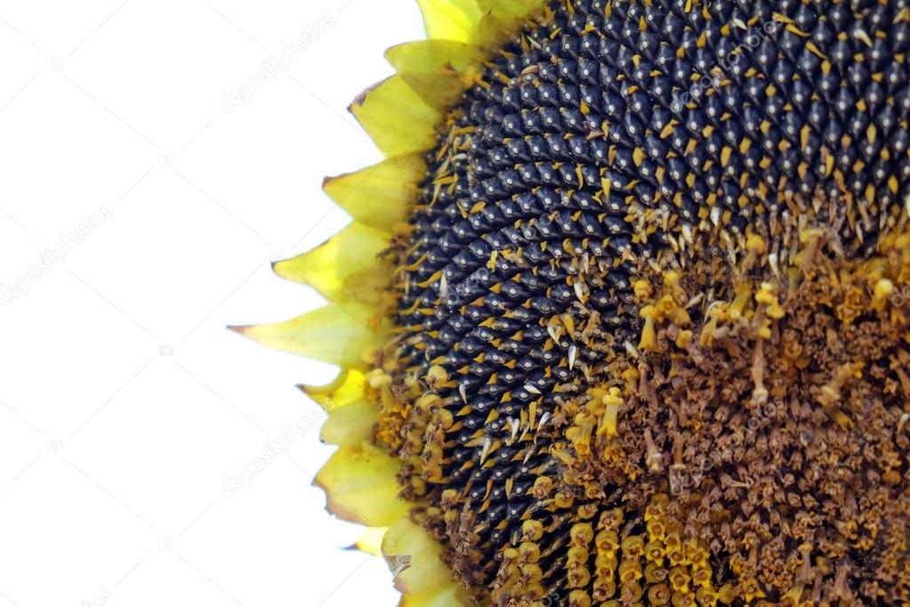 Sunflower Mature Dry