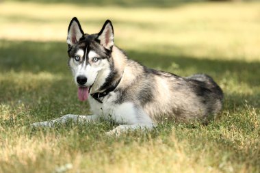 Güzel dış yapraklar köpek park