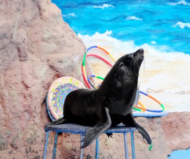 Şirin kürk mühür dolphinariumon sahnede 