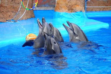 Dolphinarium sevimli yunuslar