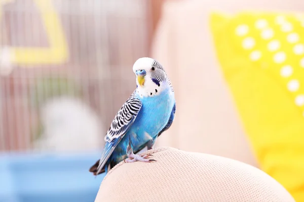 Budgerigar à la maison sur fond lumineux — Photo