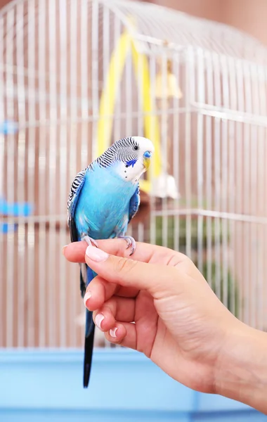 Budgerigar sentado en la mano sobre fondo de jaula — Foto de Stock