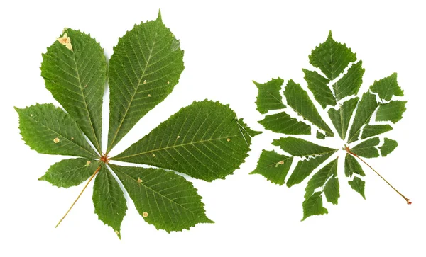 Zerrissene grüne Blätter isoliert auf weiß — Stockfoto