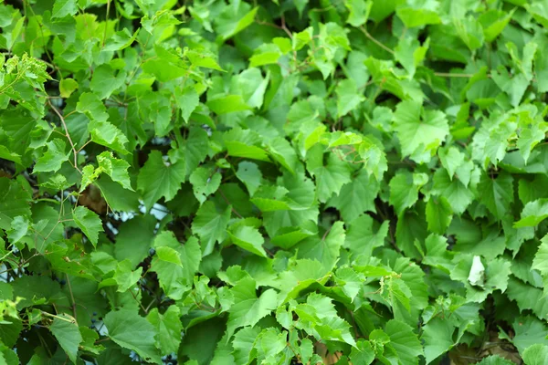 Grüne Blätter Hintergrund — Stockfoto