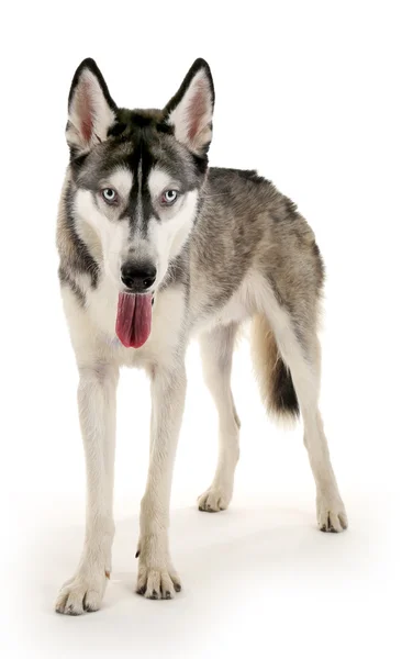 Hermoso perro huskies aislado en blanco —  Fotos de Stock