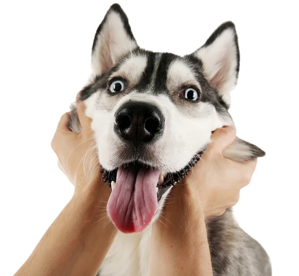 Mão masculina segurando o rosto do cão isolado no branco — Fotografia de Stock