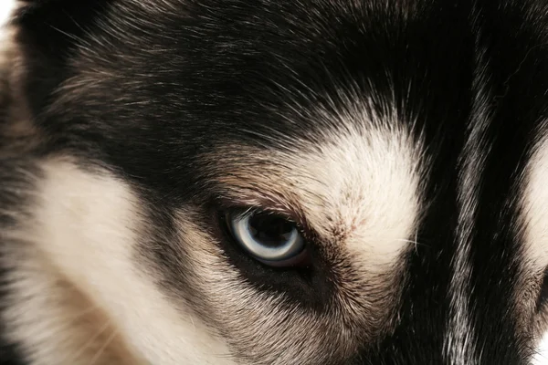 Mooie huskies hond close-up — Stockfoto