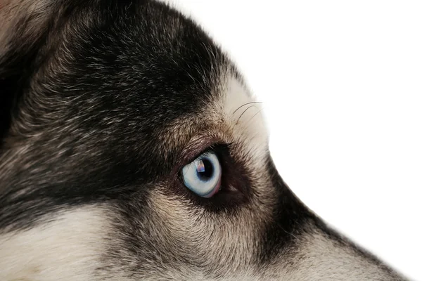 Belos huskies cão de perto — Fotografia de Stock