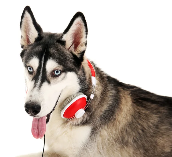 Hermoso perro huskies con auriculares aislados en blanco — Foto de Stock