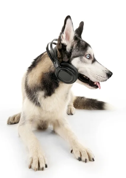 Hermoso perro huskies con auriculares aislados en blanco — Foto de Stock