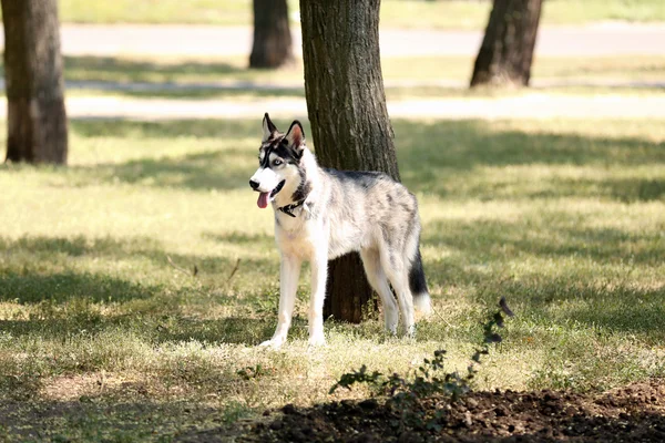 美丽的哈士奇狗在公园里 — 图库照片