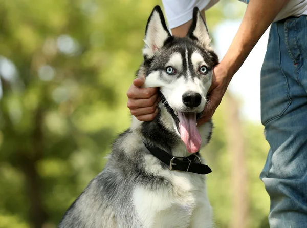 Ung man med vackra huskies hund i park — Stockfoto