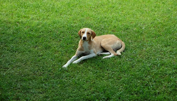 躺在绿草地上的流浪狗 — 图库照片