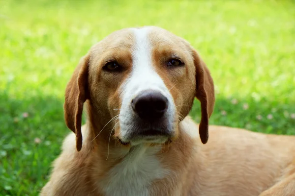 Sokak köpeği yeşil çim üzerinde yalan — Stok fotoğraf