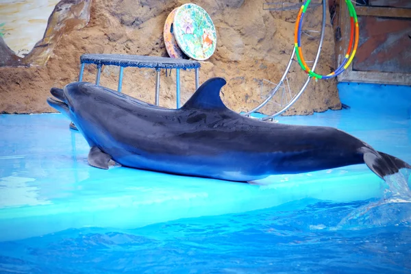 Schattig dolfijn in het Dolfinarium — Stockfoto