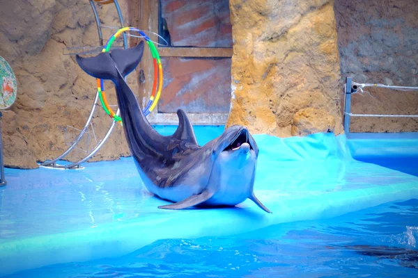 Schattig dolfijn in het Dolfinarium — Stockfoto