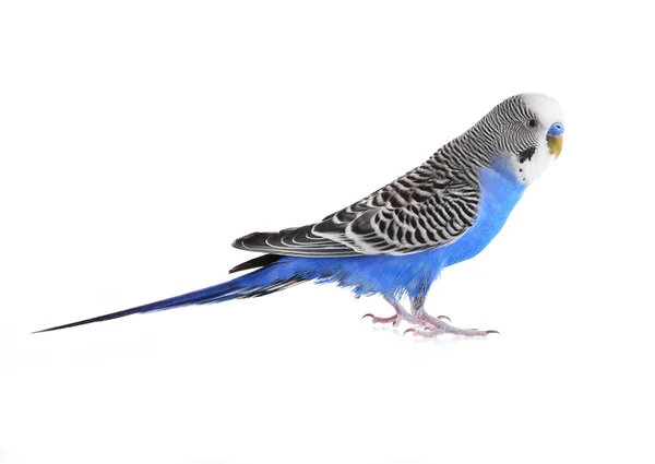 Budgerigar isolated on white — Stock Photo, Image