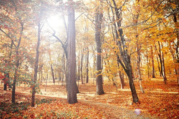 Beautiful autumn trees — Stock Photo, Image