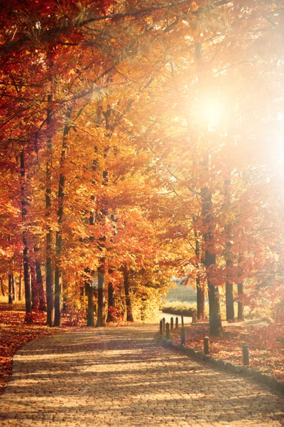 美しい秋の木々 — ストック写真