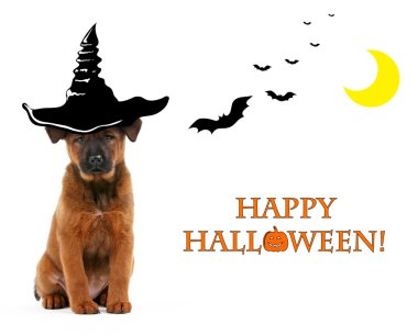 Cadılar Bayramı için cadı şapka ile köpek