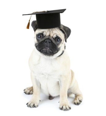 Sevimli köpek izole grad şapka ile
