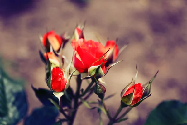 Beautiful roses on green bush — Stock Photo, Image