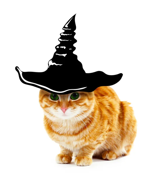 Кошка в шляпе ведьмы на Хэллоуин — стоковое фото