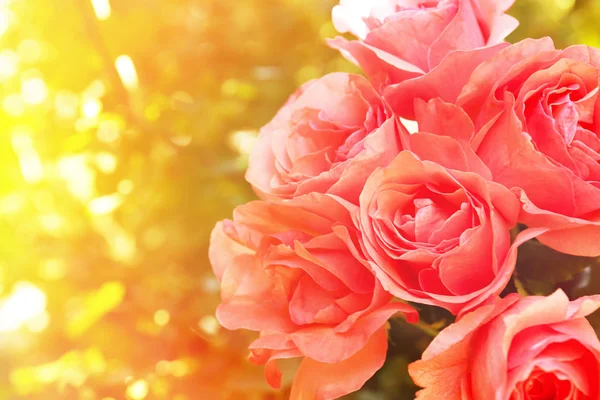 Mooi boeket van roze rozen over groene bladeren achtergrond — Stockfoto