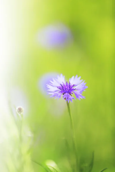 Schöne blaue Kornblumen — Stockfoto