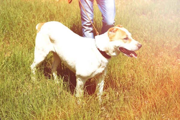 Lustiger großer Alabai Hund und Besitzer — Stockfoto